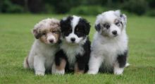 Australian Shepherd Puppies for Rehoming,