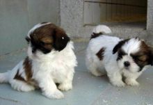 Cute Shih Tzu Puppies Ready