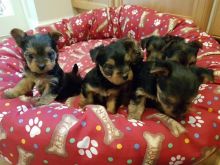 Teacup Yorkie Puppies Available