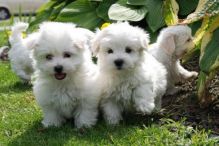 Two Top Class Maltese Puppies Available