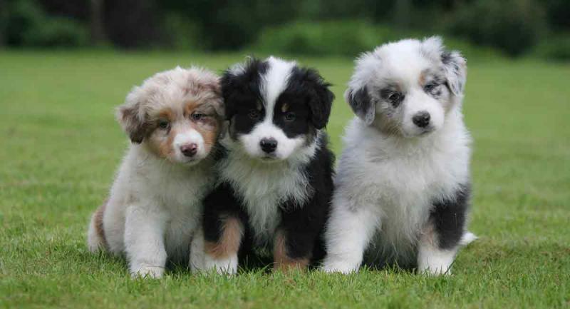 Australian Shepherd Puppies for Rehoming Image eClassifieds4u