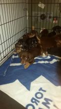 $300 mix breed puppies Image eClassifieds4U