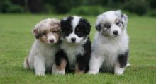 Australian Shepherd Puppies for Rehoming Image eClassifieds4U