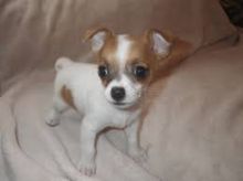 Chihuahua puppies ready to go. Call or text @(431) 803-