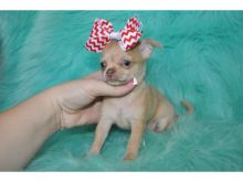 Chihuahua puppies ready to go. Call or text @(431) 803-