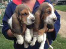 Excellent Basset Hound Puppies ready to go. Call or text @(431) 803-0444