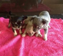 Lovely Chihuahua Puppies for Sale text (408)-721-4323