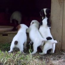 Parson Jack Russell Terrier Puppies text (408)-721-4323