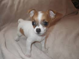 Chihuahua puppies ready to go. Call or text @(431) 803- Image eClassifieds4u