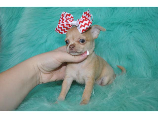 Chihuahua puppies ready to go. Call or text @(431) 803- Image eClassifieds4u