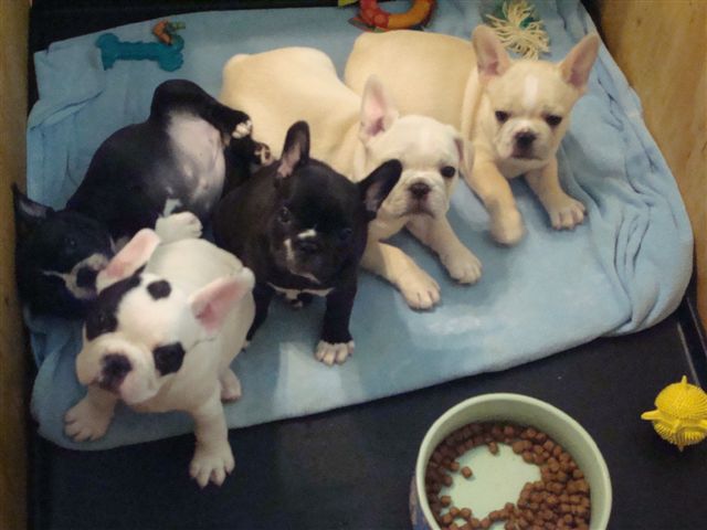 French bulldog puppies for sale text (408)-721-4323 Image eClassifieds4u