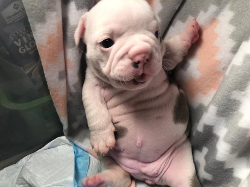 French bulldog puppies for sale text (408)-721-4323 Image eClassifieds4u