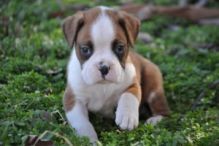 Red and White Boxer Puppies text (408)-721-4323 Image eClassifieds4U