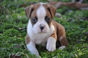 Red and White Boxer Puppies text (408)-721-4323 Image eClassifieds4u