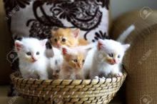 cute savannah kittens for sale Contact(408) 721-4323