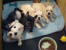 French bulldog puppies for sale text (408)-721-4323