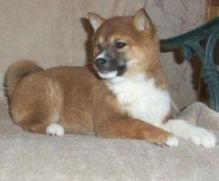 Shiba Inu Puppies text (408)-721-4323