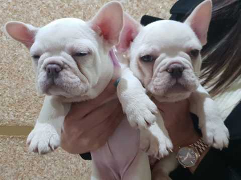 French bulldog puppies for sale text (408)-721-4323 Image eClassifieds4u