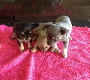 Lovely Chihuahua Puppies for Sale text (408)-721-4323 Image eClassifieds4u