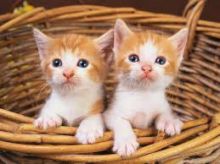 cute savannah kittens for sale Contact(408) 721-4323 Image eClassifieds4U