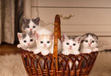 cute savannah kittens for sale Contact(408) 721-4323 Image eClassifieds4U