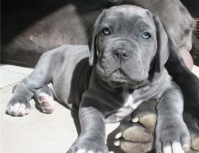 Blue Neapolitan Mastiff puppies Available