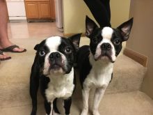 Cute Boston Terrier puppies for doption. Text only @(431) 803-0444