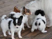 Cute Papillon puppies ready