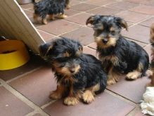 Home trained Yorkshire Terrier Puppies for adiotion. Text only @(431) 803-0444