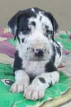 Lovely and Cutest Great Dane puppies for adoption. Text only @(431) 803-0444