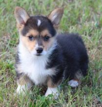 Pembroke Corgi Puppies for adoption. Text only @(431) 803-0444