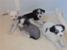 Wonderful Chinese crested pups Available