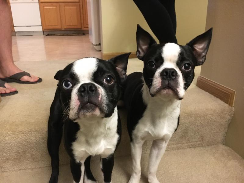 Cute Boston Terrier puppies for doption. Text only @(431) 803-0444 Image eClassifieds4u