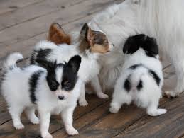 Cute Papillon puppies ready Image eClassifieds4u