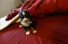 Bernese Mountain Dogs available for adoption. Text only @(431) 803-0444 Image eClassifieds4u 1