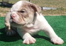 Akc registered English Bulldog puppies text (408)-721-4323