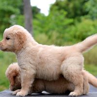 Male and female Golden Retriever puppies. contact us (408)-721-4323