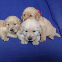 Male and female Golden Retriever puppies. contact us (408)-721-4323
