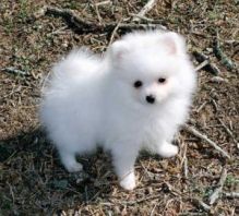 Pomeranian Puppies Available Free text (408)-721-4323