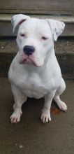 PITBULL FEMALE looking for STUD Image eClassifieds4u 2