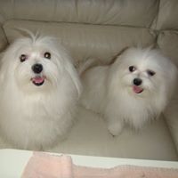 Pure White Maltese Ready for New Home text (408)-721-4323 Image eClassifieds4u 1