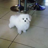 Pure White Maltese Ready for New Home text (408)-721-4323 Image eClassifieds4u 2