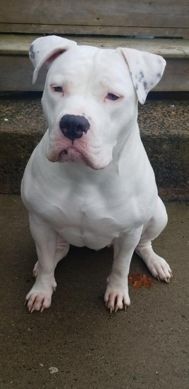 PITBULL FEMALE looking for STUD Image eClassifieds4u