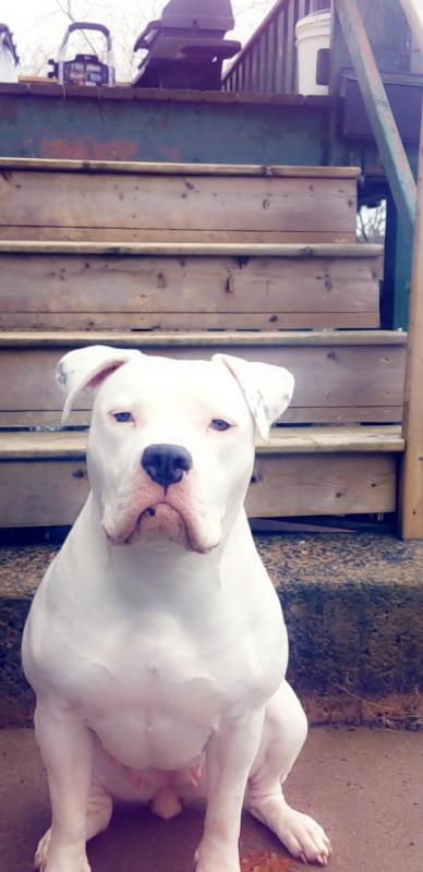 PITBULL FEMALE looking for STUD Image eClassifieds4u