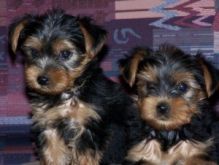 ADORABLE TEACUP YORKIE PUPPIES FOR FREE ADOPTION. contact us( johnsonlucian69@gmail.com)