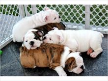 AKC Adorable Male and Female English Bulldog contact us (408)-721-4323