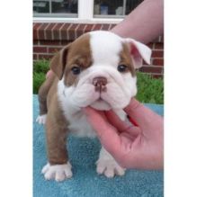 english bulldog puppies for sale text ( johnsonlucian69@gmail.com)