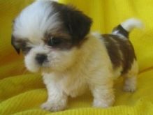 Quality Bred Family Rasied Shih Tzu For Sale text ( johnsonlucian69@gmail.com)