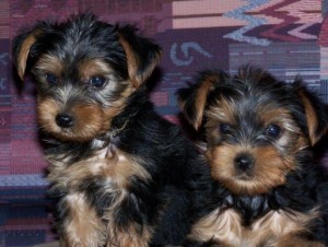 ADORABLE TEACUP YORKIE PUPPIES FOR FREE ADOPTION. contact us( johnsonlucian69@gmail.com) Image eClassifieds4u
