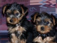 ADORABLE TEACUP YORKIE PUPPIES FOR FREE ADOPTION. contact us( johnsonlucian69@gmail.com) Image eClassifieds4U